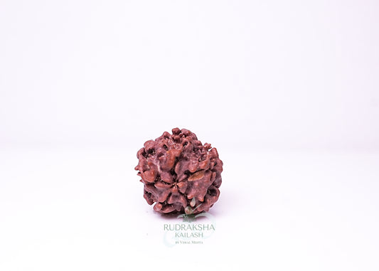 1 Mukhi Nepali Rudraksha - 0113