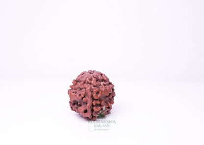 1 Mukhi Nepali Rudraksha - 0113