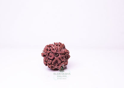 1 Mukhi Nepali Rudraksha - 0114