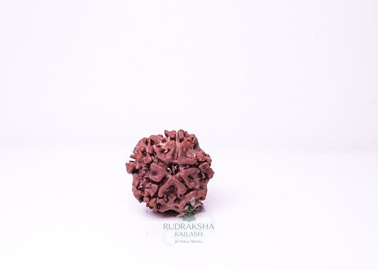 1 Mukhi Nepali Rudraksha - 0114