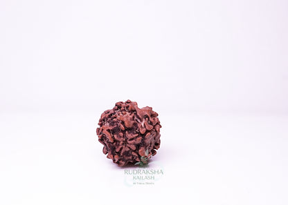 1 Mukhi Nepali Rudraksha - 0114