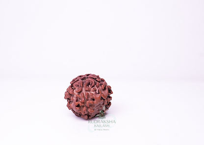 1 Mukhi Nepali Rudraksha - 0114