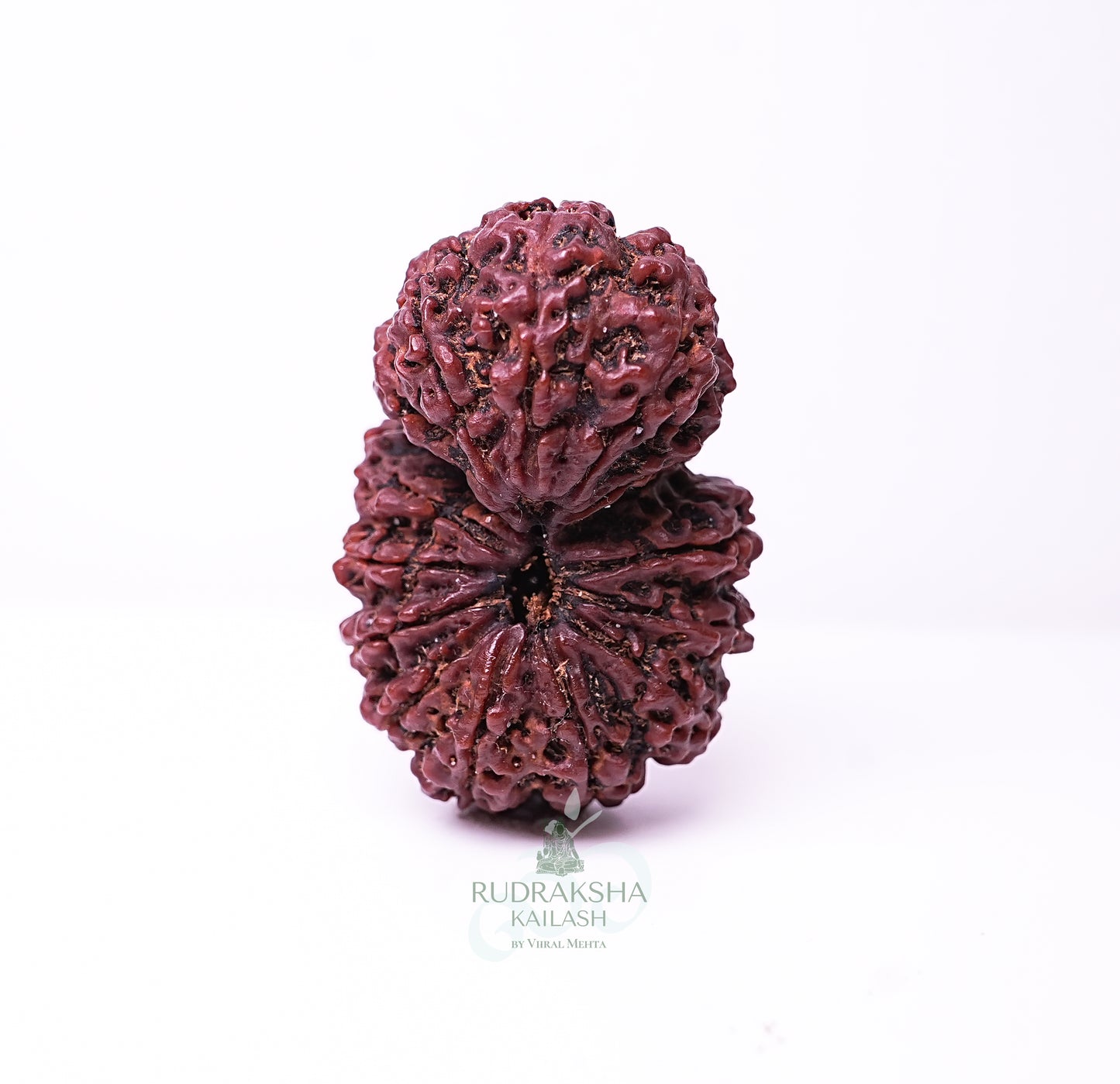 15 Mukhi Nepali Rudraksha - 1501
