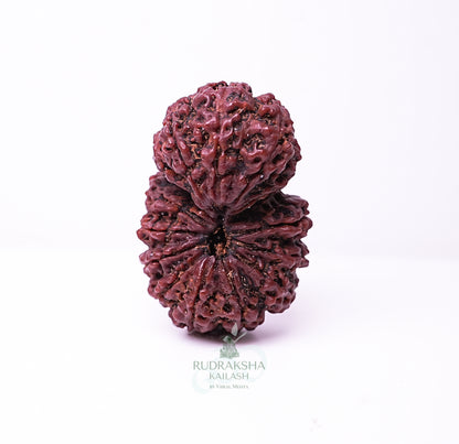 15 Mukhi Nepali Rudraksha - 1501