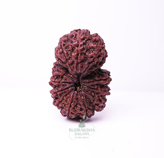 15 Mukhi Nepali Rudraksha - 1501