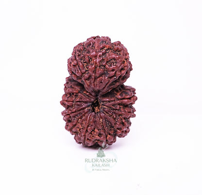 15 Mukhi Nepali Rudraksha - 1501