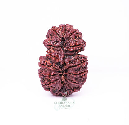 15 Mukhi Nepali Rudraksha - 1501