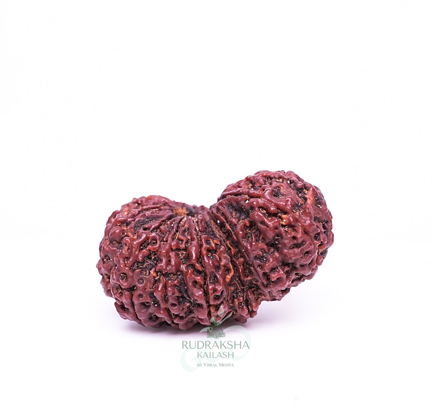 15 Mukhi Nepali Rudraksha - 1501