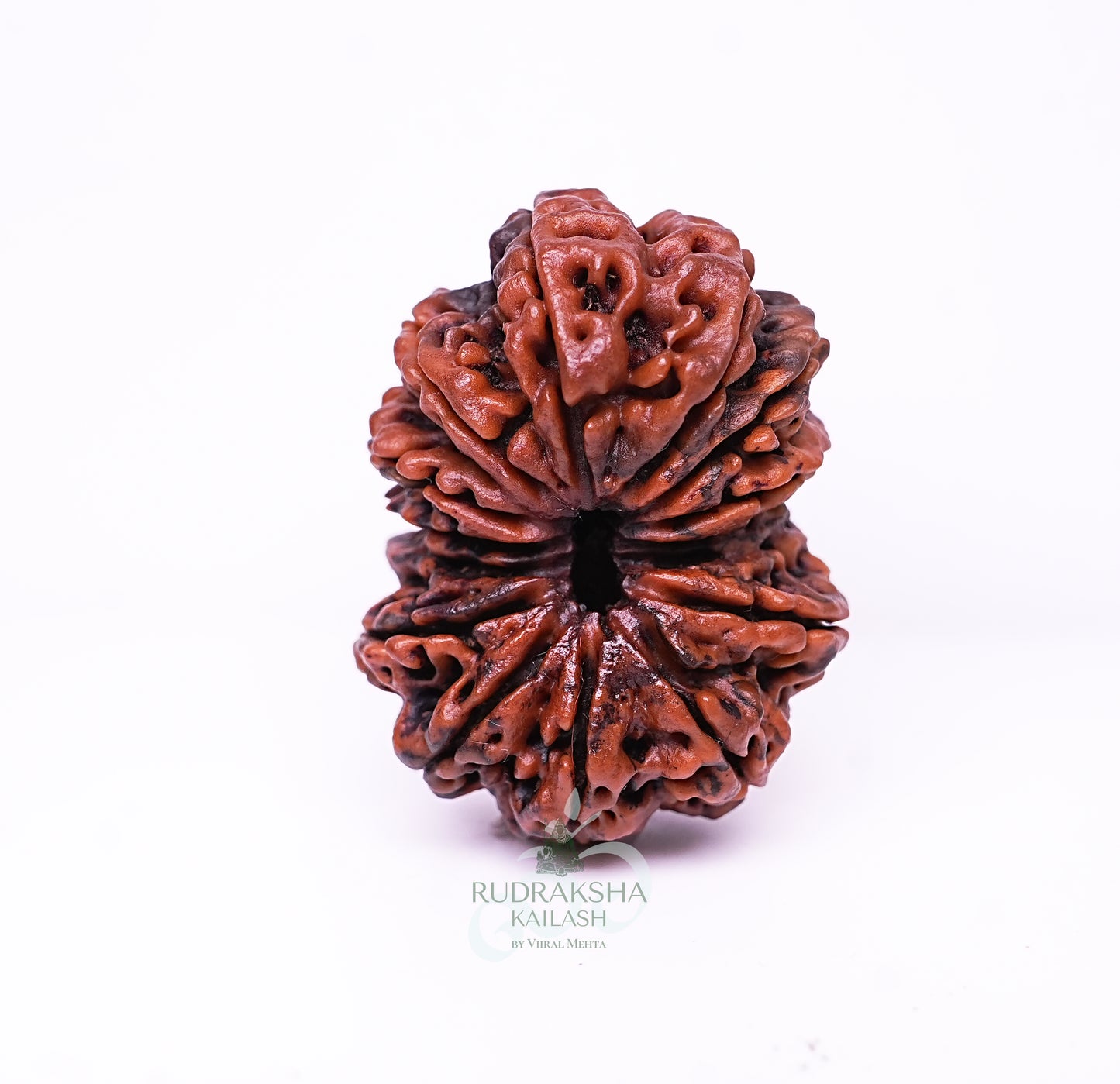 15 Mukhi Nepali Rudraksha - 1502
