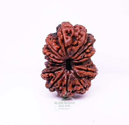 15 Mukhi Nepali Rudraksha - 1502