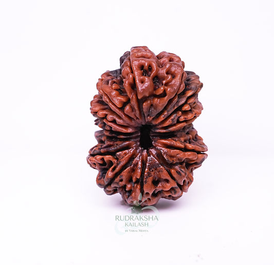 15 Mukhi Nepali Rudraksha - 1502