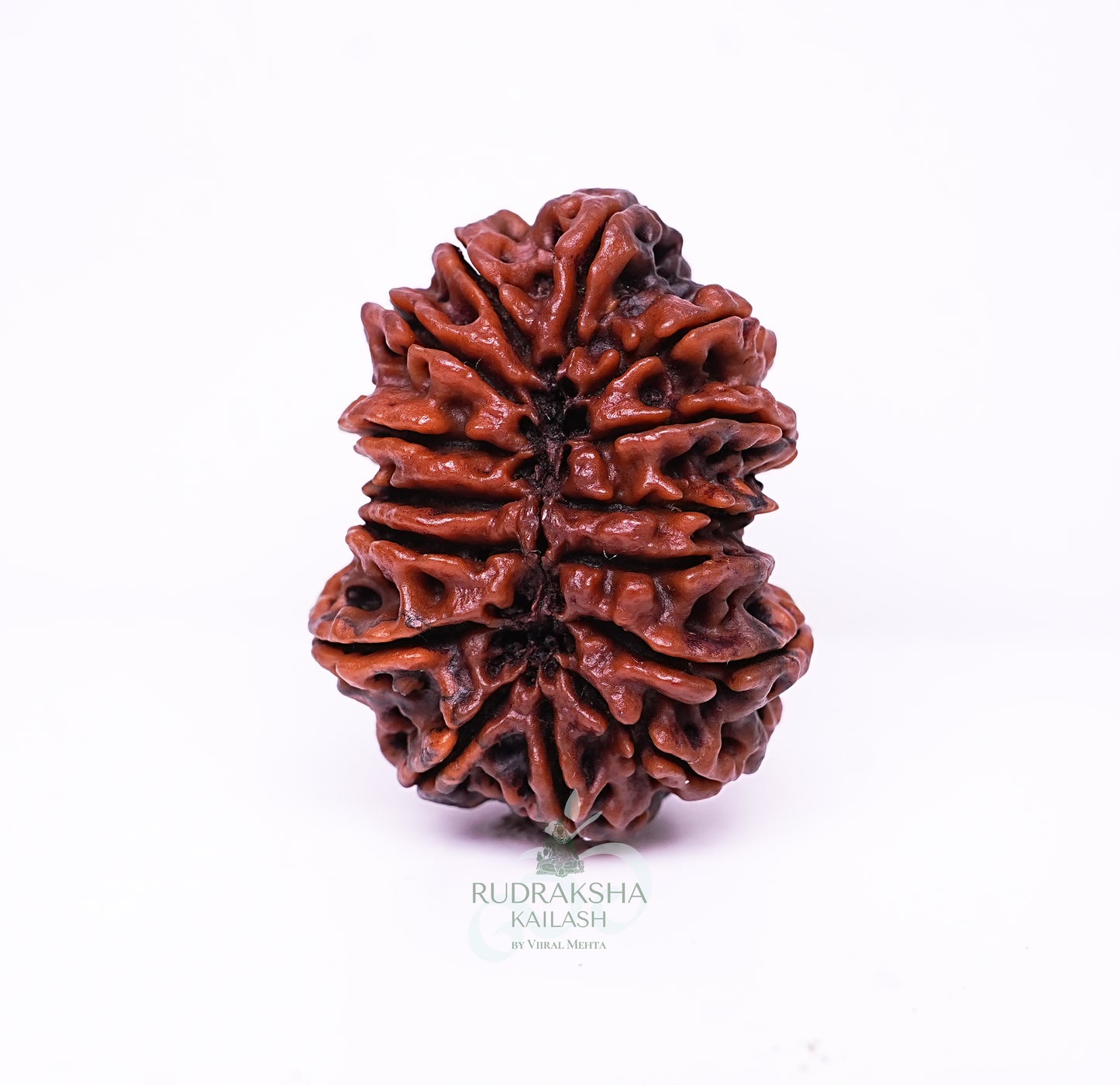 15 Mukhi Nepali Rudraksha - 1502
