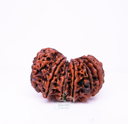 15 Mukhi Nepali Rudraksha - 1502