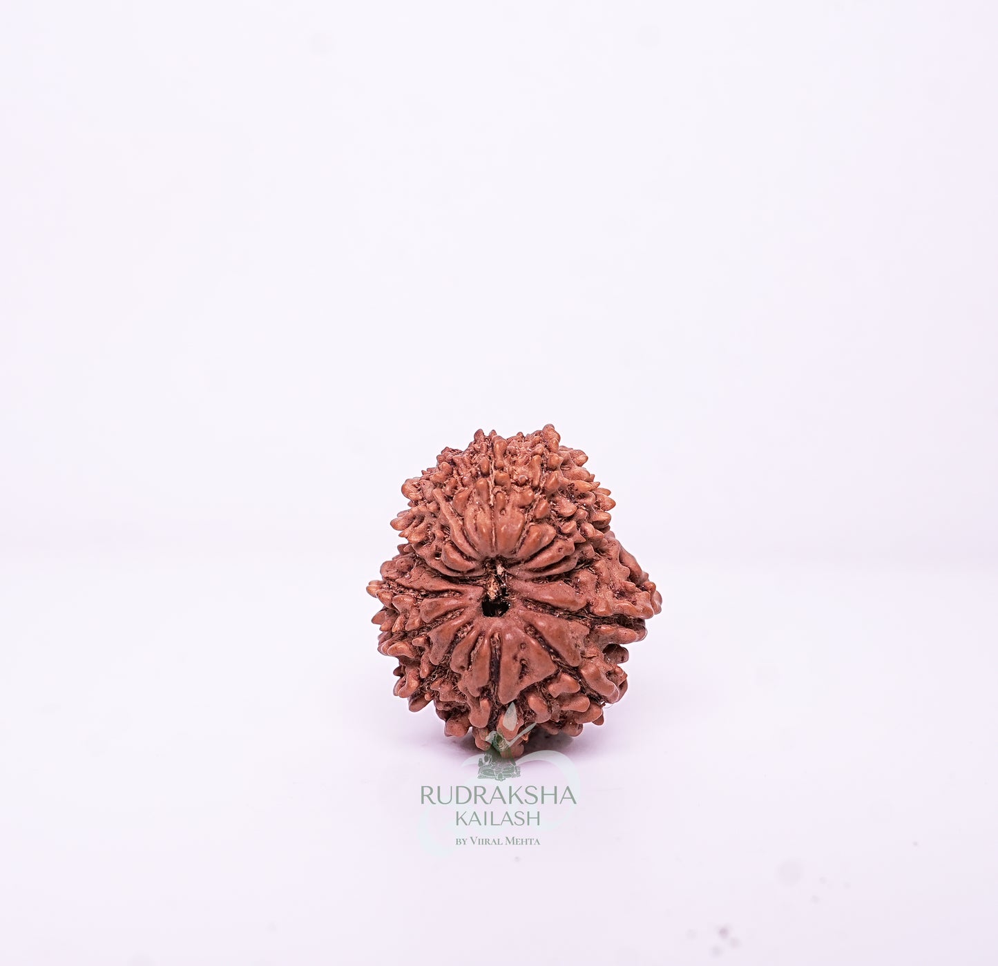 15 Mukhi Nepali Rudraksha - 1503