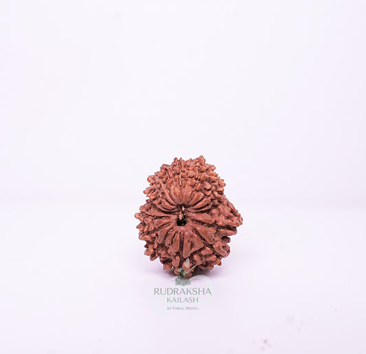15 Mukhi Nepali Rudraksha - 1503