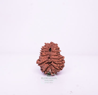 15 Mukhi Nepali Rudraksha - 1503