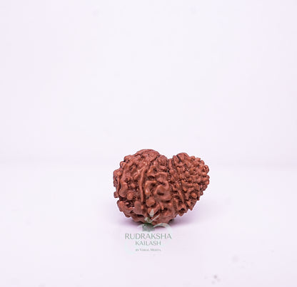 15 Mukhi Nepali Rudraksha - 1503