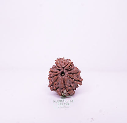 15 Mukhi Nepali Rudraksha - 1504