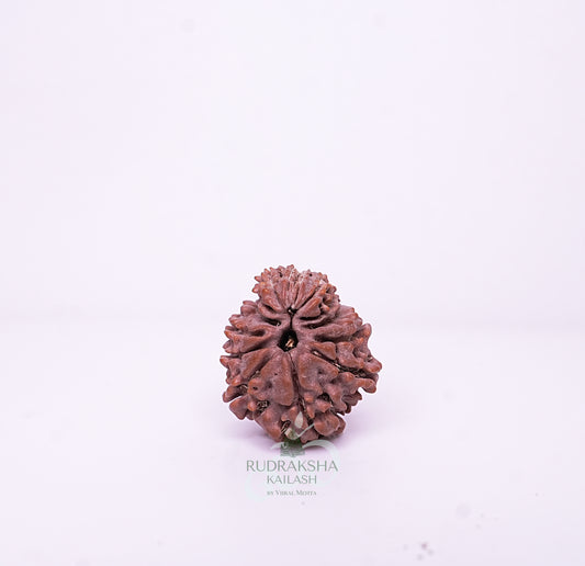 15 Mukhi Nepali Rudraksha - 1504
