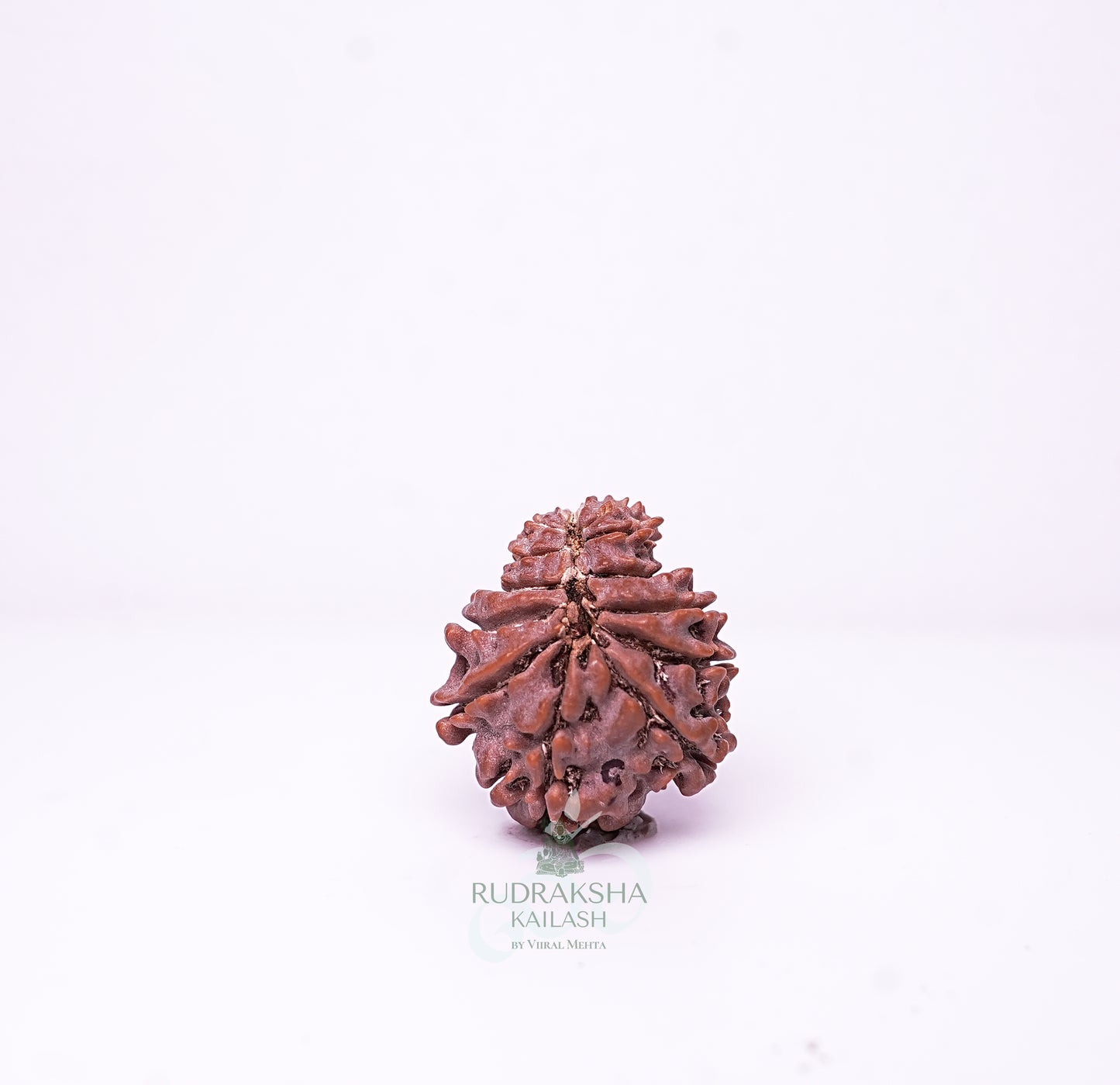 15 Mukhi Nepali Rudraksha - 1504