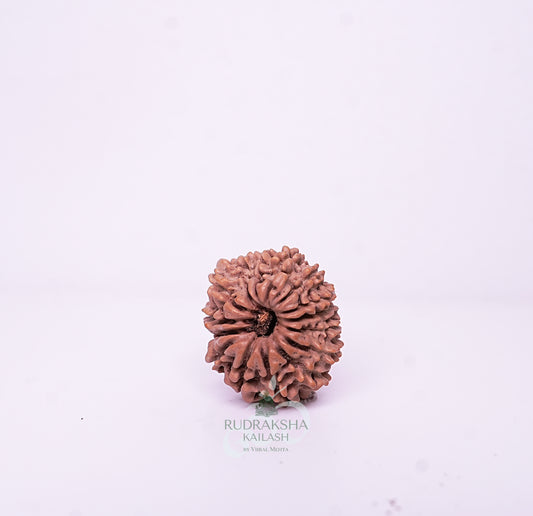 15 Mukhi Nepali Rudraksha - 1505