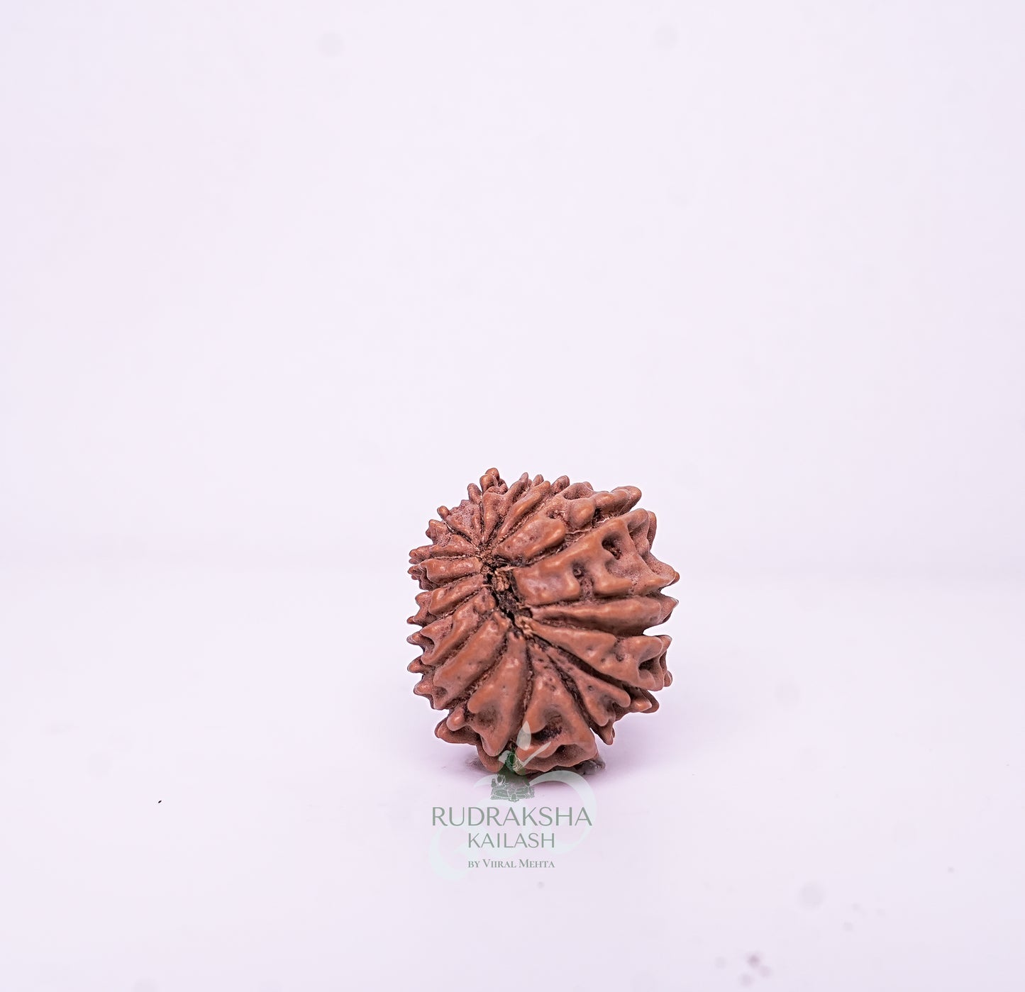 15 Mukhi Nepali Rudraksha - 1505