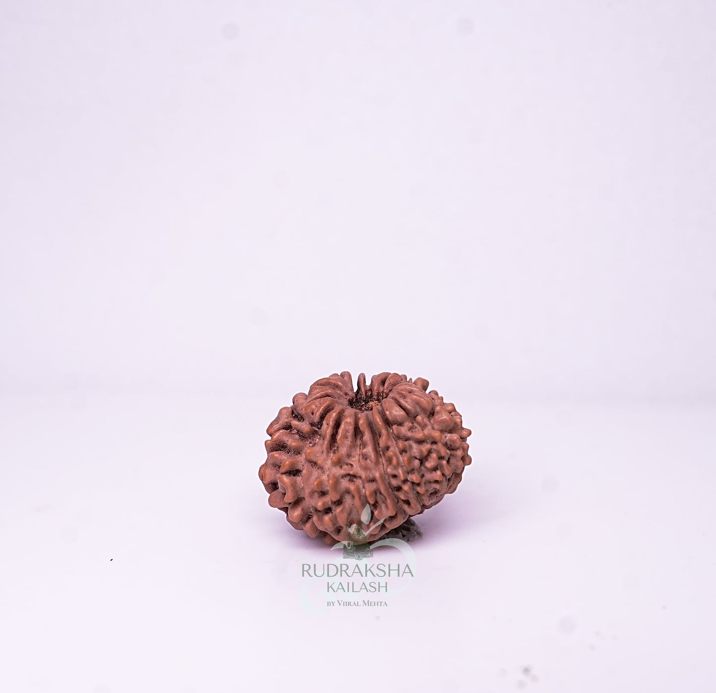 15 Mukhi Nepali Rudraksha - 1505