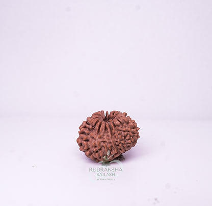 15 Mukhi Nepali Rudraksha - 1505