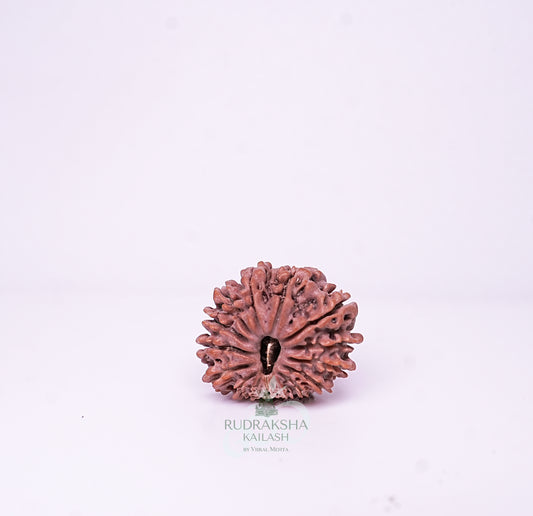 15 Mukhi Nepali Rudraksha - 1506
