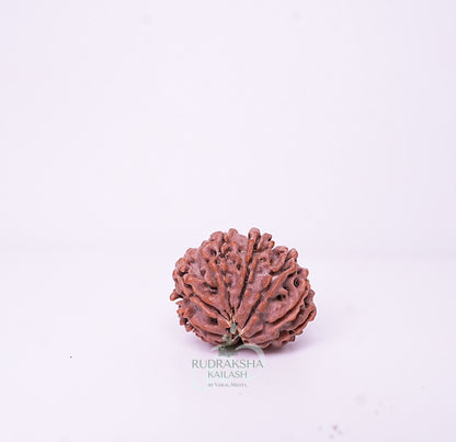 15 Mukhi Nepali Rudraksha - 1506