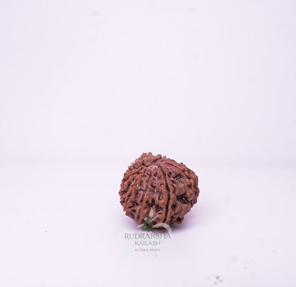15 Mukhi Nepali Rudraksha - 1506