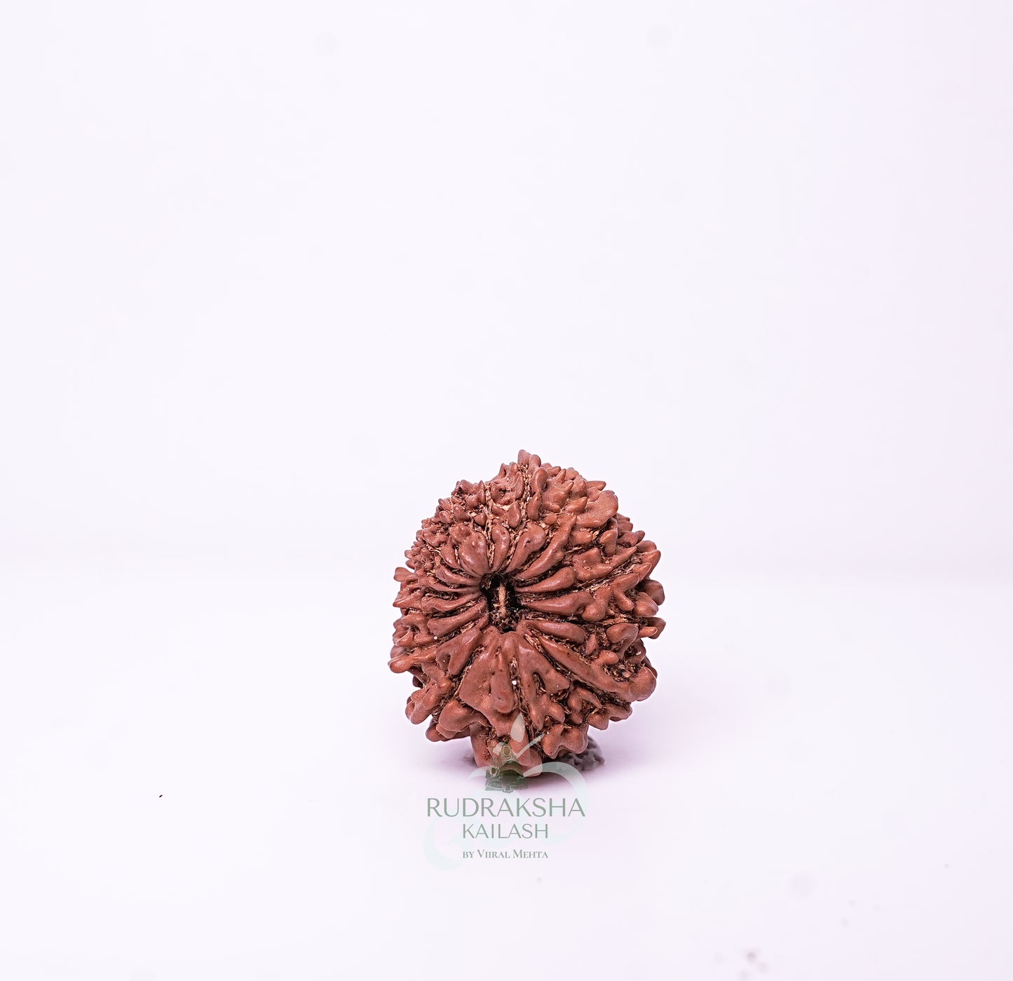 15 Mukhi Nepali Rudraksha - 1507