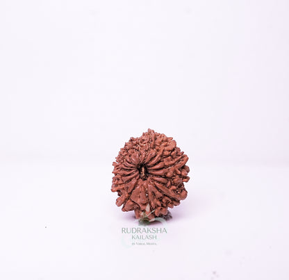 15 Mukhi Nepali Rudraksha - 1507