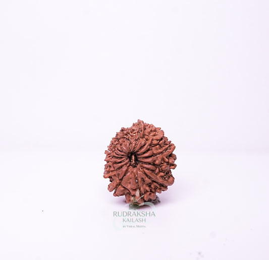 15 Mukhi Nepali Rudraksha - 1507