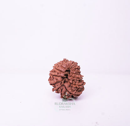 15 Mukhi Nepali Rudraksha - 1507