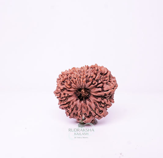 15 Mukhi Nepali Rudraksha - 1508