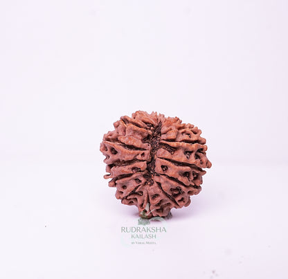 15 Mukhi Nepali Rudraksha - 1508
