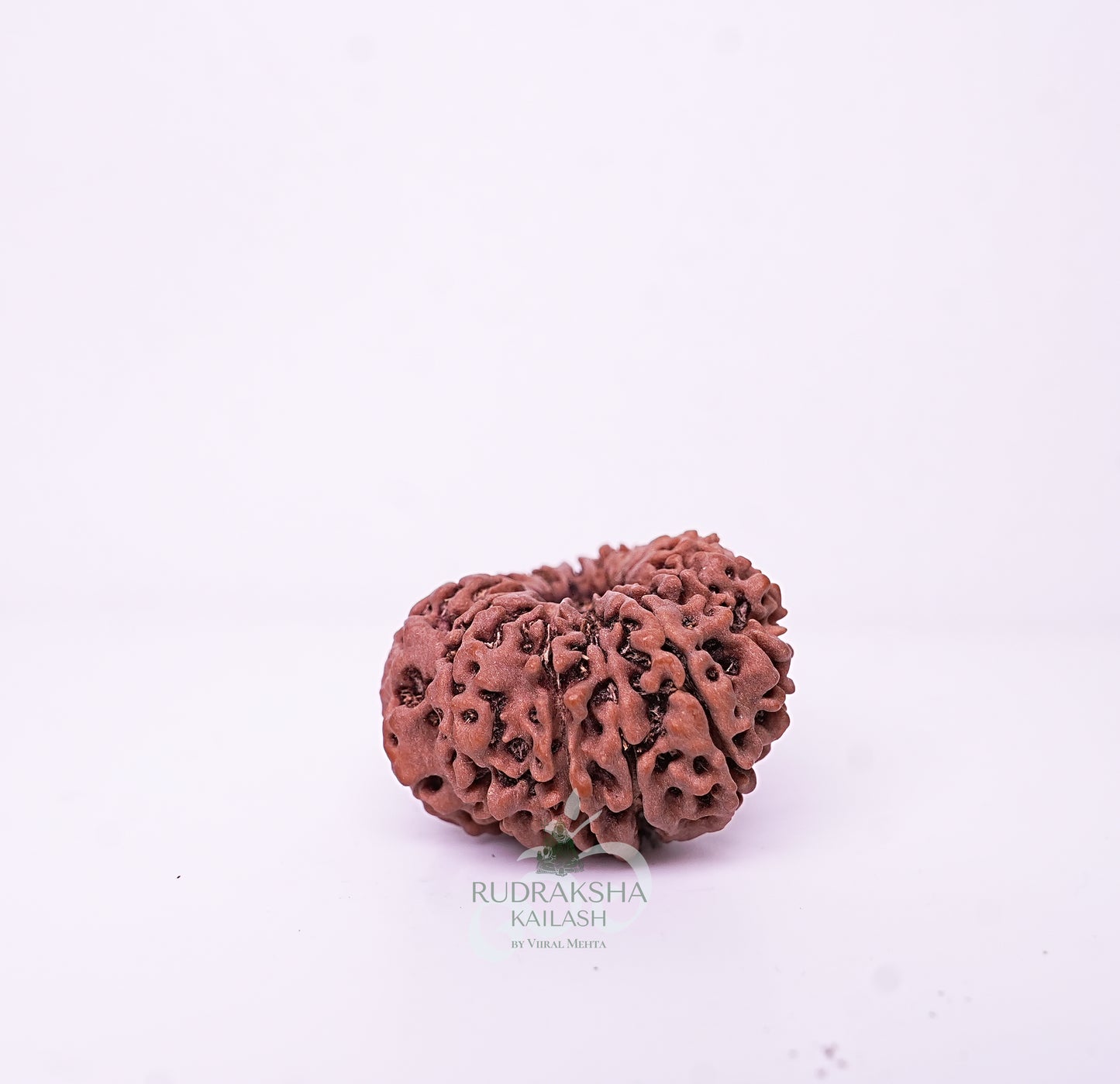 15 Mukhi Nepali Rudraksha - 1508