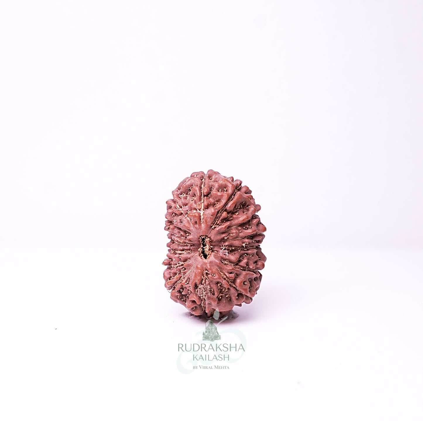15 Mukhi Nepali Rudraksha - 1509