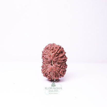 15 Mukhi Nepali Rudraksha - 1509