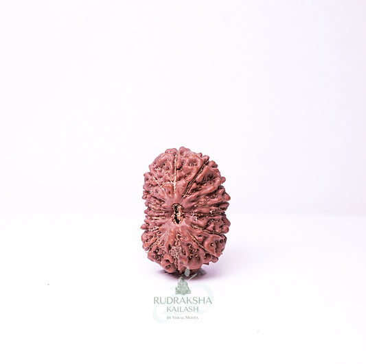 15 Mukhi Nepali Rudraksha - 1509