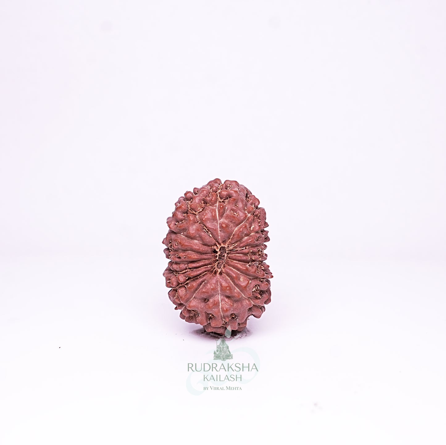 15 Mukhi Nepali Rudraksha - 1509