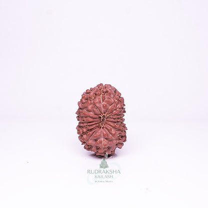 15 Mukhi Nepali Rudraksha - 1509