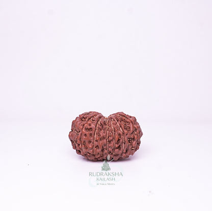 15 Mukhi Nepali Rudraksha - 1509