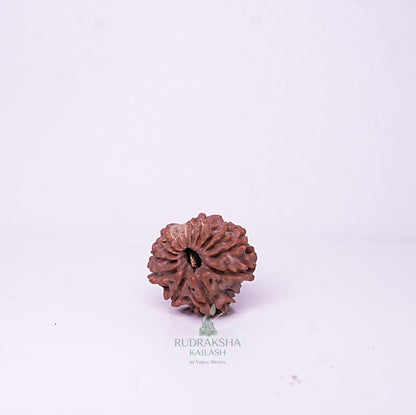 15 Mukhi Nepali Rudraksha - 1510