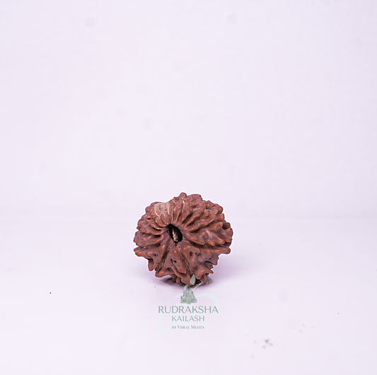 15 Mukhi Nepali Rudraksha - 1510