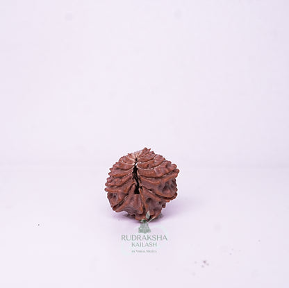 15 Mukhi Nepali Rudraksha - 1510
