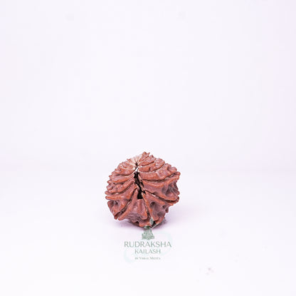 15 Mukhi Nepali Rudraksha - 1510