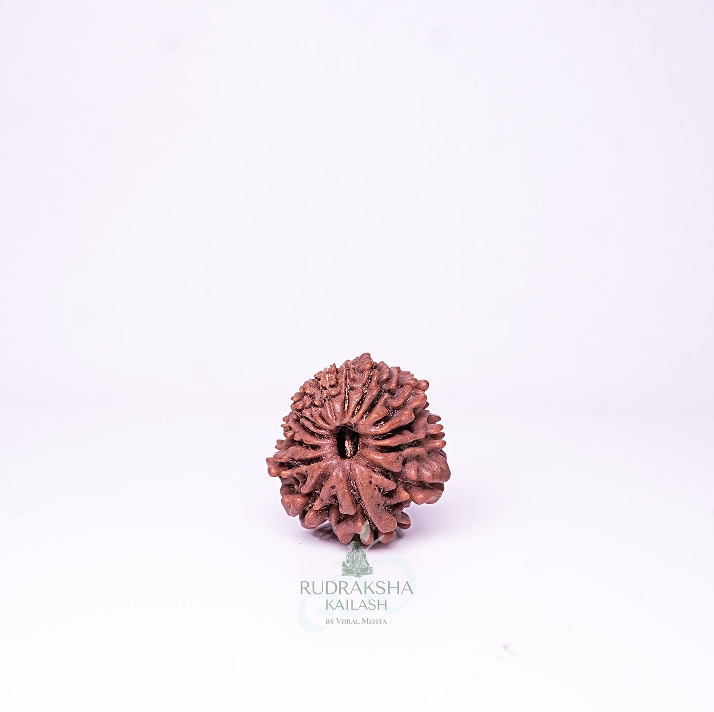 15 Mukhi Nepali Rudraksha - 1511