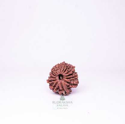 15 Mukhi Nepali Rudraksha - 1511